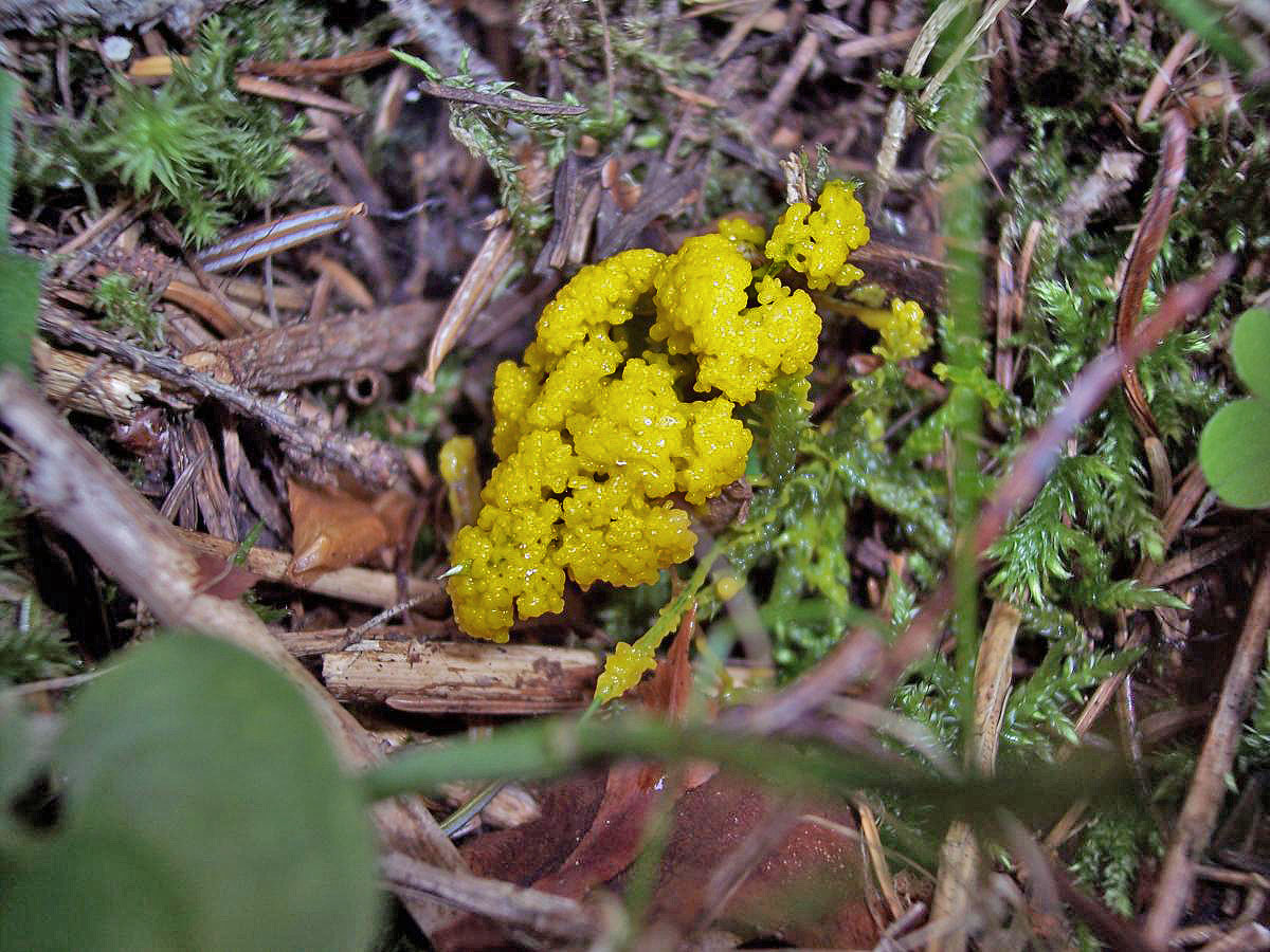 Leocarpus fragilis (Dicks.) Rostaf.